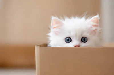 Curious Fluffy White Kitten in Box