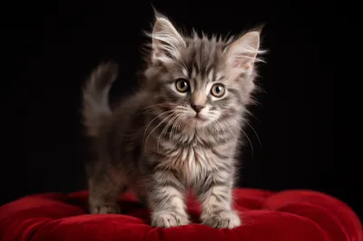 Playful Fluffy Gray Kitten Portrait
