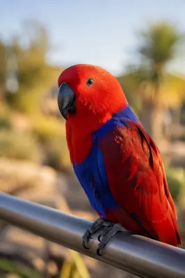 Colorful Tropical Parrot on Metal Perch