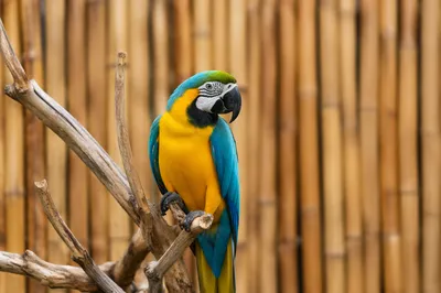 Colorful Tropical Parrot on Dry Branches