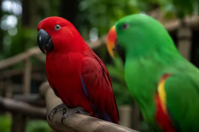 Colorful Tropical Parrots on Wooden Perch