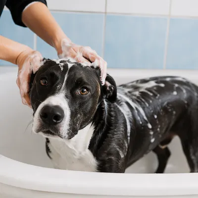 Calm Dog Enjoying Gentle Spa Bath