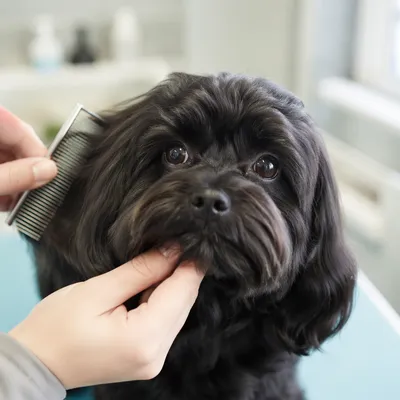 Pampered Black Dog Spa Grooming Closeup
