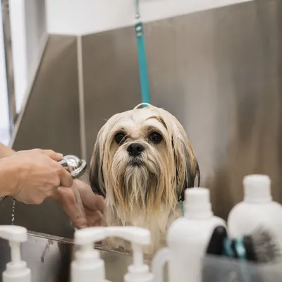 Small Dog Bath at Grooming Spa