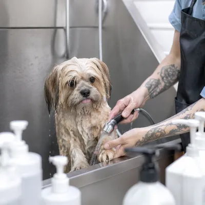 Calm Dog Bath at Grooming Spa