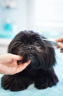 Gentle Dog Spa Grooming Close Up
