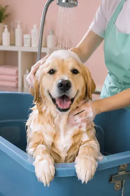 Golden Retriever Spa Bath Grooming Session