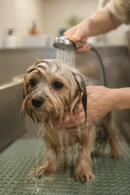 Gentle Dog Spa Bath Close-Up