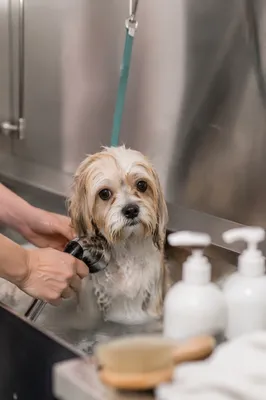 Calm Dog Bath at Grooming Spa
