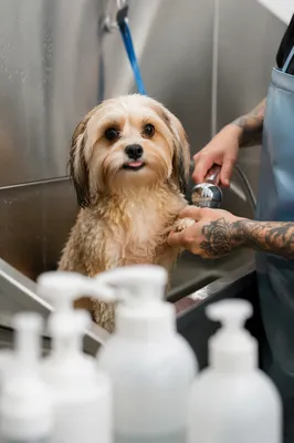 Gentle Dog Bath at Grooming Spa