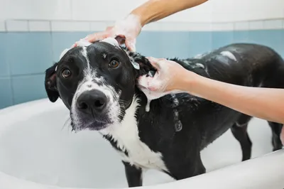 Calm Dog Spa Bath with Groomer