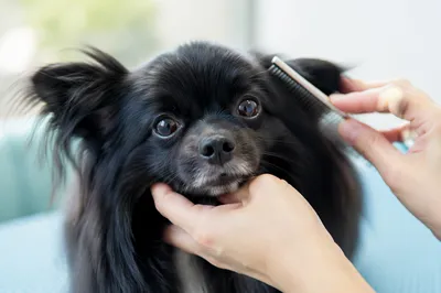 Pampered Black Dog Spa Grooming Close-Up
