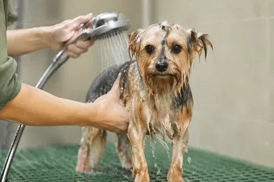 Calm Pet Dog Spa Bath Closeup