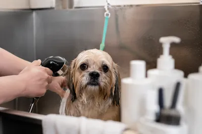 Calm Dog Bath at Grooming Spa