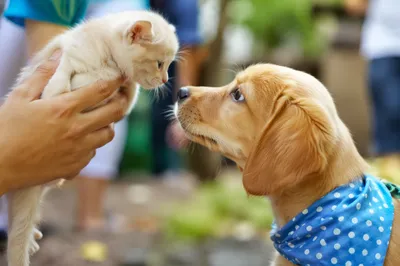 Adorable Puppy Meeting Tiny Kitten Outdoors