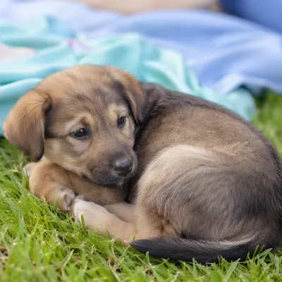 Sleepy Puppy Resting in Green Grass