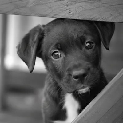 Tender Puppy Peering Through Wooden Railing