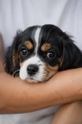 Adorable Tricolor Puppy Resting on Gentle Arm