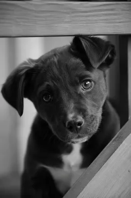 Tender Puppy Portrait Through Wooden Railing