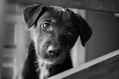 Adorable Puppy Peering Through Wooden Railing