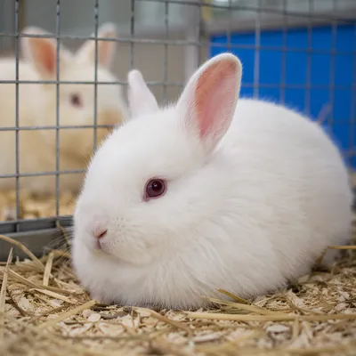 Fluffy White Rabbit in Cozy Indoor Pen