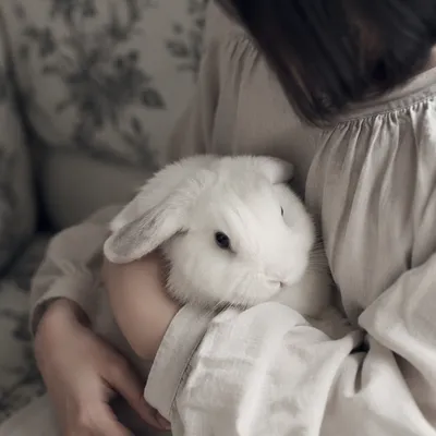 Fluffy White Rabbit Held with Gentle Care