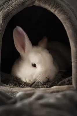 Fluffy White Rabbit in Cozy Plush Cave