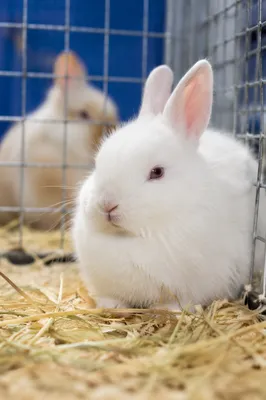 Cute White Rabbit in Soft Indoor Pen