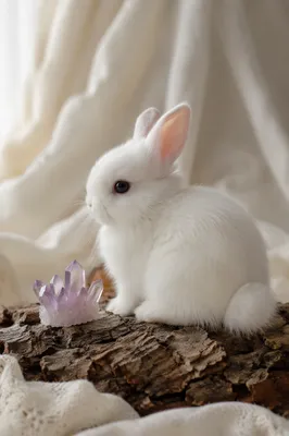 Fluffy White Bunny on Natural Bark
