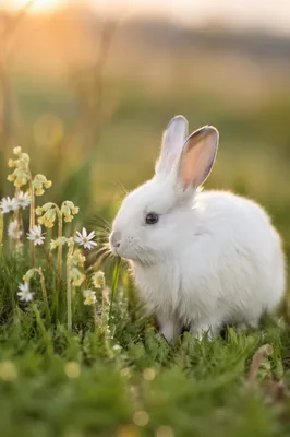 Fluffy White Rabbit in Spring Meadow