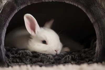 Cute White Rabbit in Cozy Plush Cave