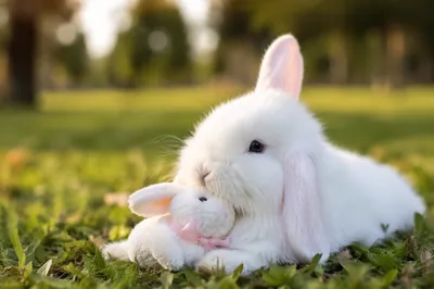 Cute White Rabbit with Bunny Plush