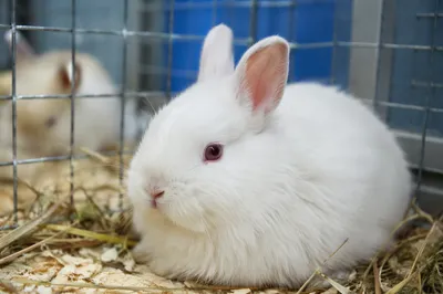 Cute Fluffy White Rabbit in Indoor Pen