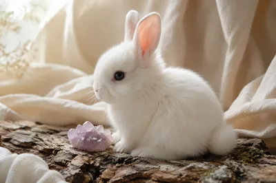 Cute White Bunny With Lavender Crystal