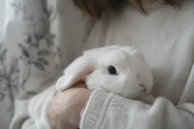 Cute White Rabbit Held with Gentle Care