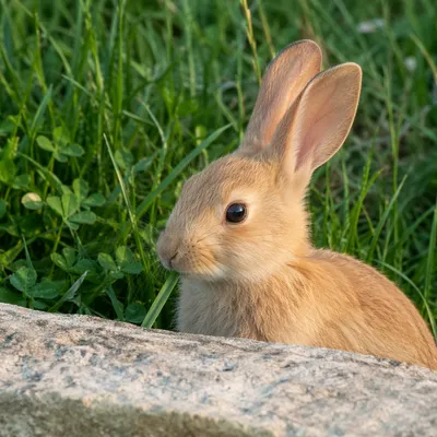 Tan Rabbit Nibbling Grass in Garden