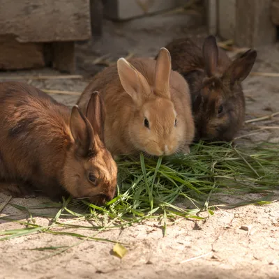 Three Rabbits Eating Grass in Garden