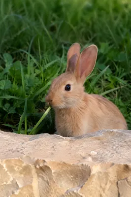 Tan Bunny Nibbling Grass in Garden