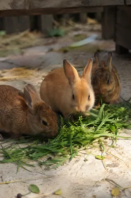 Three Rabbits Eating Grass in Garden