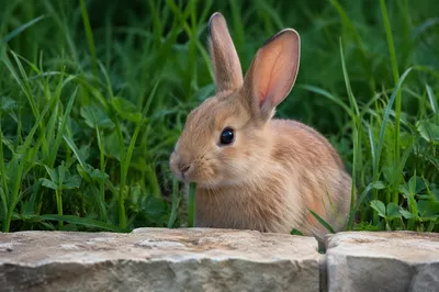Tan Rabbit Eating Grass in Garden