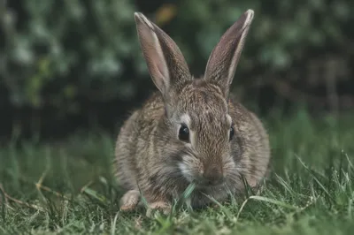 Wild Rabbit Nibbling Grass in Garden