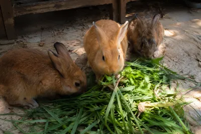 Three Rabbits Eating Grass in Garden