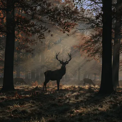 Morning Stag in Misty Autumn Forest