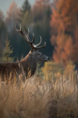 Morning Stag in Autumn Forest Meadow