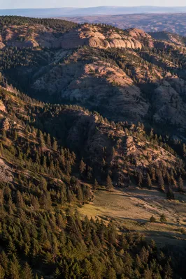 Morning Deer Herd in Rugged Forest Canyon