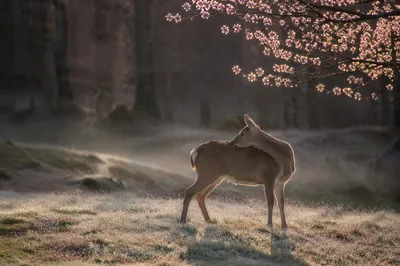 Serene Deer in Misty Morning Forest