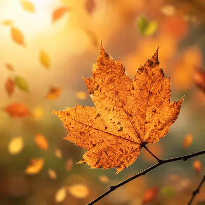 Golden Autumn Leaf in Warm Bokeh Light
