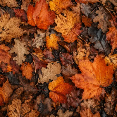Golden Autumn Leaves Flat Lay Background