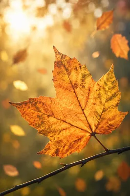 Golden Autumn Leaf in Warm Bokeh Light