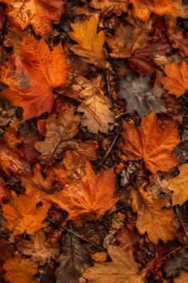 Golden Autumn Leaves Forest Flat Lay